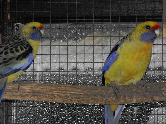 La perruche omnicolore paille