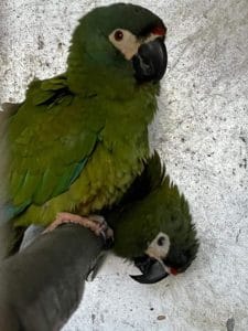 couple 1
