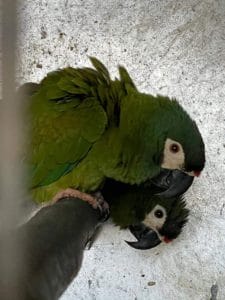 couple 1