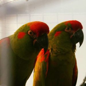 ru