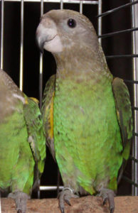 Poicephalus_cryptoxanthus_-caged