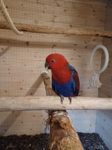 eclectus-1