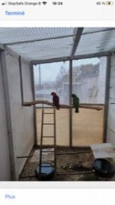 eclectus