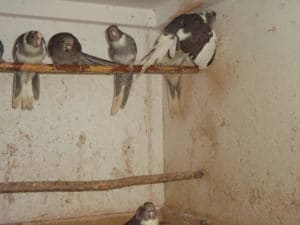 kakariki