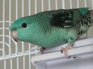 catherine turquoise