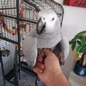 gris