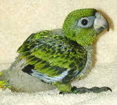 gulielmi