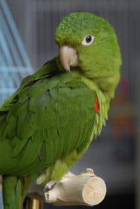 conure pavouane