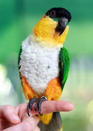 caique