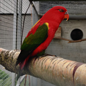 Lorius-garrulus
