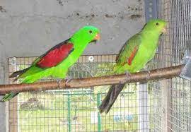 erythroptère