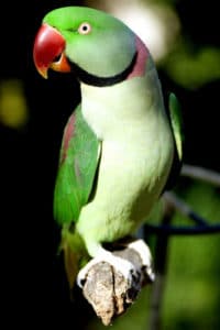 l_psittacula eupatria male_000