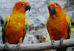 les-conures-soleil