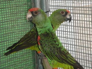 640px-Poicephalus_gulielmi_-pair_in_captivity_-3c