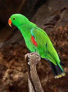 Eclectus_roratus_-_Maroparque_01