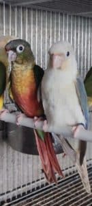 ferreri 2