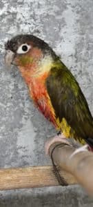 ferreri 3