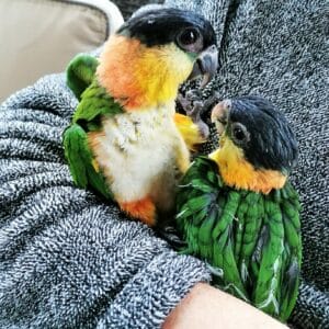 caiques alain 4