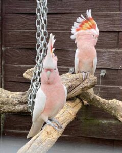 cacatoes-leabbertery