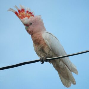 Cacatua_leadbeateri_-SW_Queensland-8