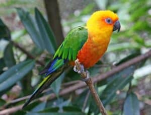 Jandaya_Parakeet_(Aratinga_janday)_RWD2